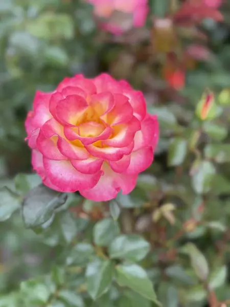 Açık havada açan pembe bir gül. 