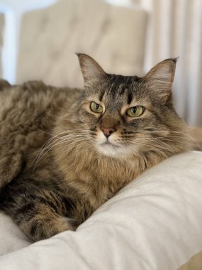 Tahta masadaki beyaz sepetin içinde yeşil gözlü tekir kedi yatıyor. 