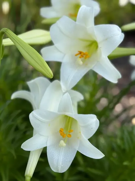 Açık bir bahçede beyaz zambaklar çiçek açıyor.