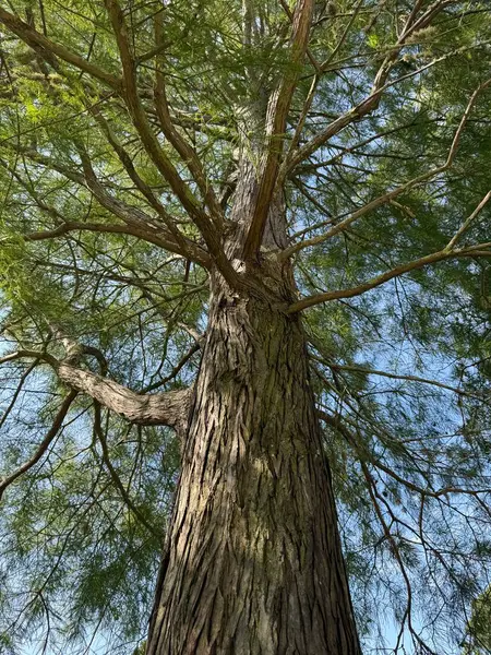 Büyük bir selvi ağacının gövdesine ve dallarına bakıyorum.