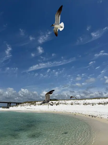 Martılar Norriego Beach Point Destin Florida 'da uçuyor. 