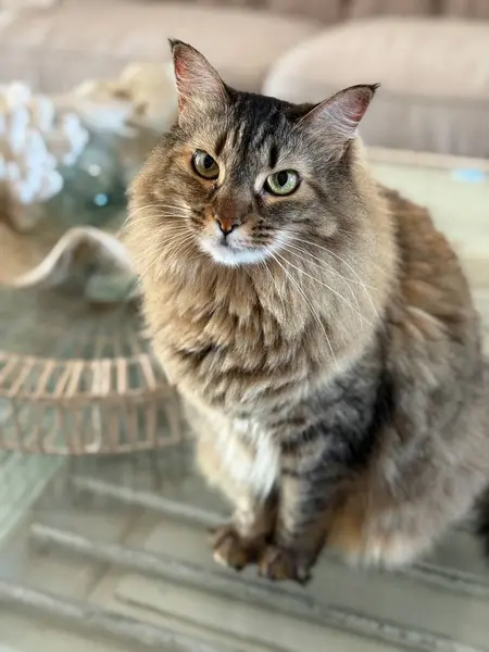 Yumuşak tekir kedi oturma odasındaki masada oturuyor. 