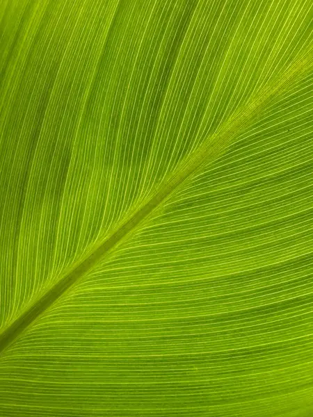 Muz ağacı yaprağı desenlerinin soyut arkaplanı 