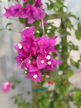 Açık bir bahçe alanında açan pembe begonviller.