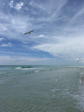 Meksika Körfezi üzerinde uçan martı Zümrüt Sahili Florida 