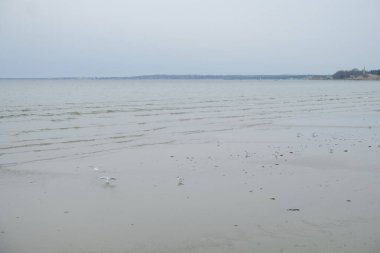 Deniz kenarında bir grup martı.