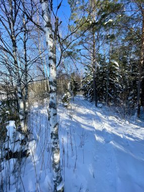 Kışın kozalaklı ormanlar, huş ağaçları, çam ağaçları...