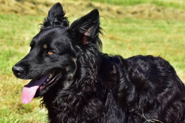 Çobanın en iyi dostu onun çoban köpeği.