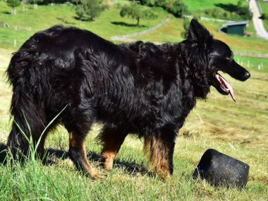 Çobanın en iyi dostu onun çoban köpeği.