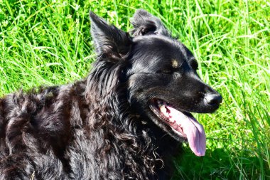 Çobanın en iyi dostu onun çoban köpeği.