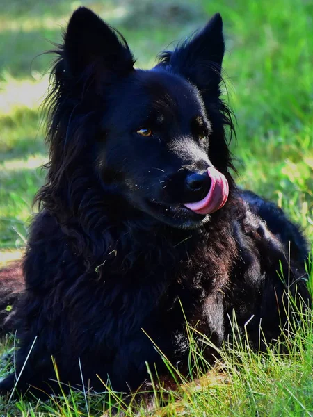 Çobanın en iyi dostu onun çoban köpeği.