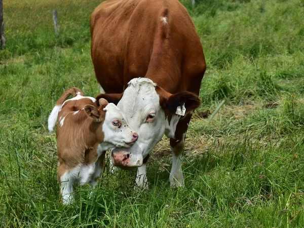 Calf Its Mother — Stock Photo, Image