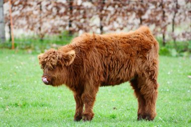 Çok genç İskoçya Sığırları