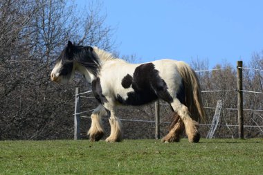 Güzel bir at. İrlandalı Tinker.