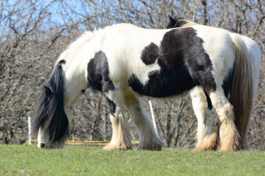 Güzel bir at. İrlandalı Tinker.