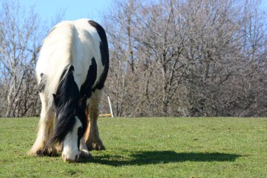 Güzel bir at. İrlandalı Tinker.