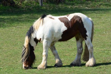 Güzel bir at. İrlandalı Tinker.