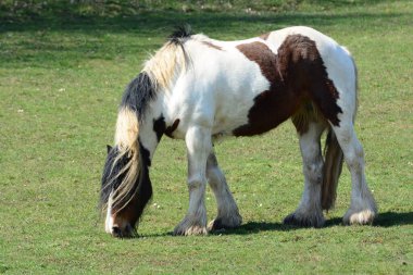 Güzel bir at. İrlandalı Tinker.