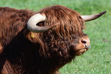 İskoçya Sığırları Üreyen Boğa