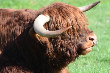 İskoçya Sığırları Üreyen Boğa