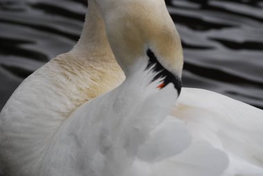 Kuğular - görmek güzel.