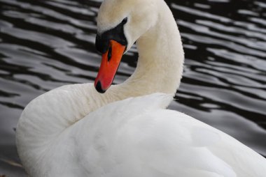 Kuğular - görmek güzel.