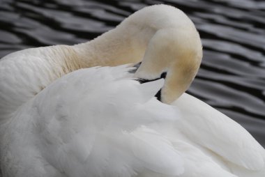 Kuğular - görmek güzel.