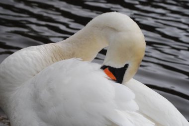 Kuğular - görmek güzel.