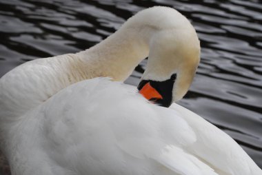 Kuğular - görmek güzel.