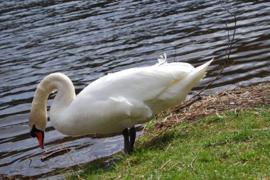 Kuğular - görmek güzel.
