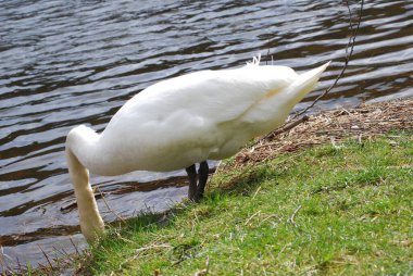 Kuğular - görmek güzel.