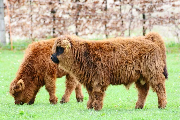Very Young Scottish Highland Cattle — Stock Photo, Image