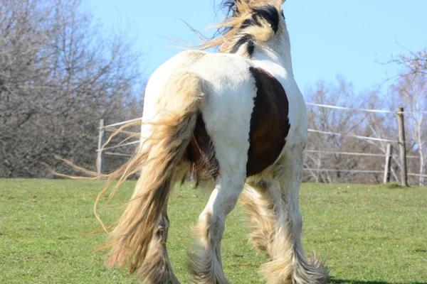 Krásný Kůň Irský Tinker — Stock fotografie