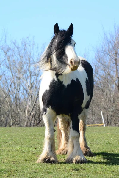 Krásný Kůň Irský Tinker — Stock fotografie