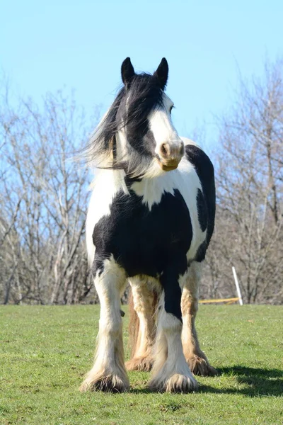 Ένα Όμορφο Άλογο Ιρλανδική Tinker — Φωτογραφία Αρχείου