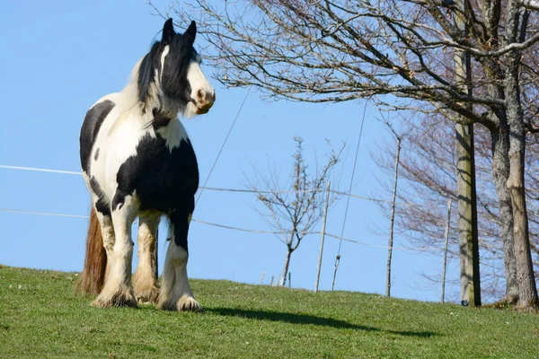 Bel Cavallo Irlandese Tinker — Foto Stock