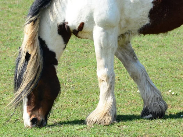 Vakker Hest Irish Tinker – stockfoto
