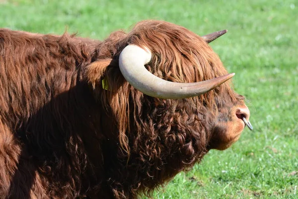 Schotse Highland Cattle Fokstier — Stockfoto