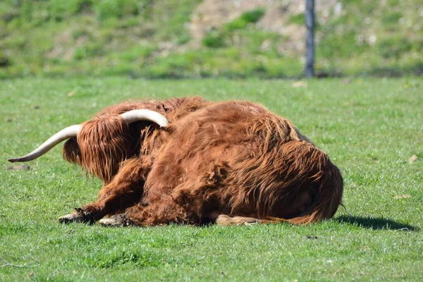 Scottish Highland Cattle Ταύρος Αναπαραγωγής — Φωτογραφία Αρχείου