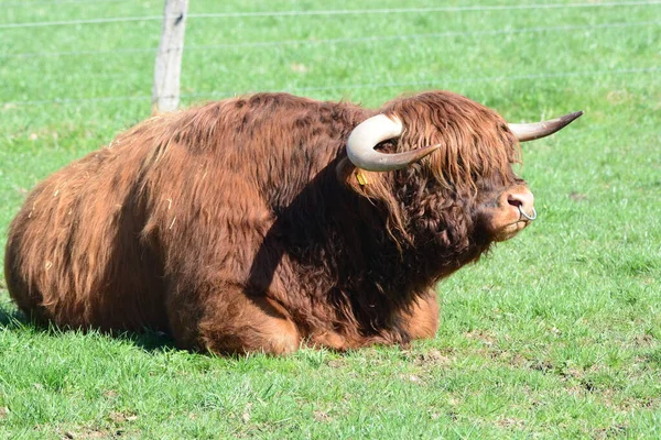 Scottish Highland Cattle Taureau Reproducteur — Photo
