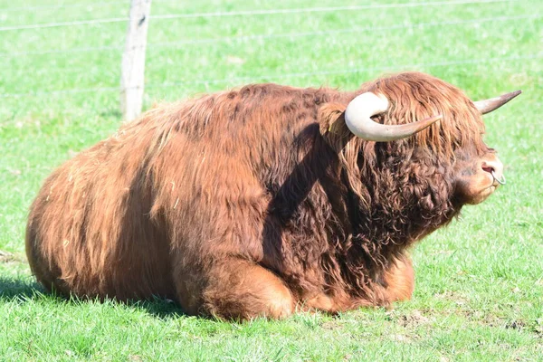 Scottish Highland Ganado Toro Reproductor —  Fotos de Stock