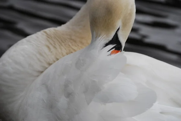 Лебеді Вони Приємно Бачити — стокове фото