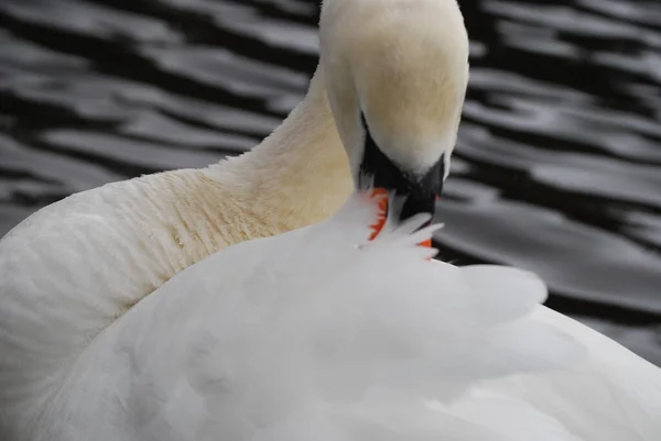 Los Cisnes Son Agradables Ver —  Fotos de Stock