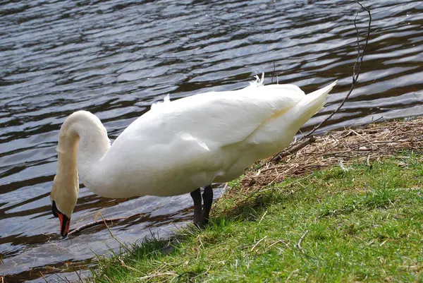 Swans Nice See — Stock Photo, Image