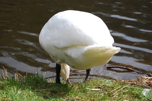 Los Cisnes Son Agradables Ver — Foto de Stock