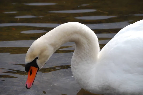 Swans Nice See — Stock Photo, Image