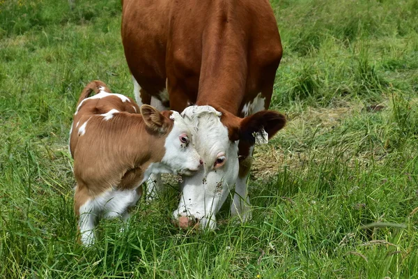 Dulce Ternera Mamá Vaca —  Fotos de Stock