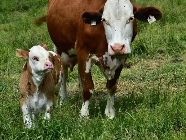 Sweet Litte Calf Mama Cow — Stock Photo, Image