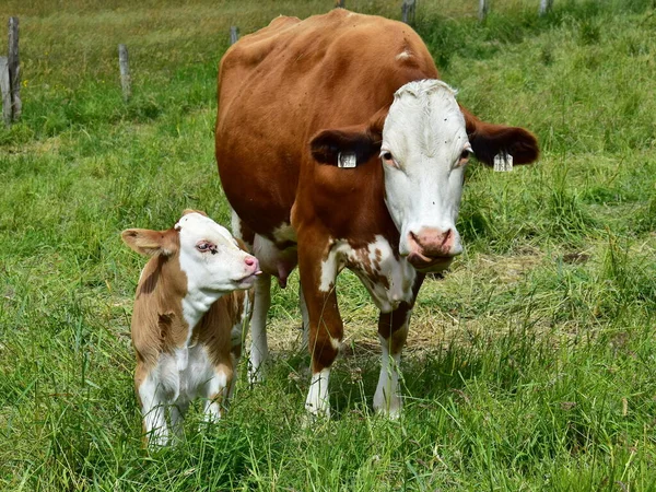 Doce Bezerro Mamãe Vaca — Fotografia de Stock