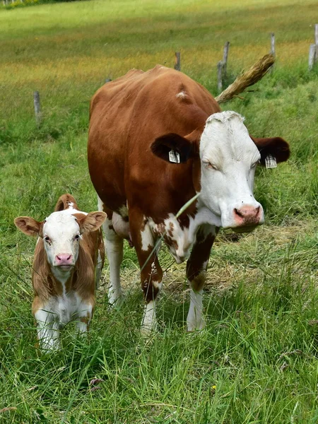 Petit Veau Doux Vache Maman — Photo